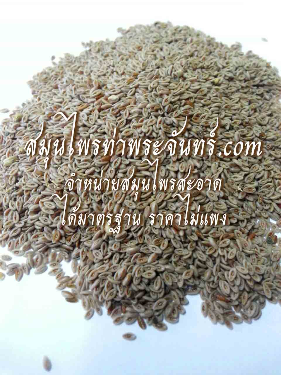 เทียนเกล็ดหอย