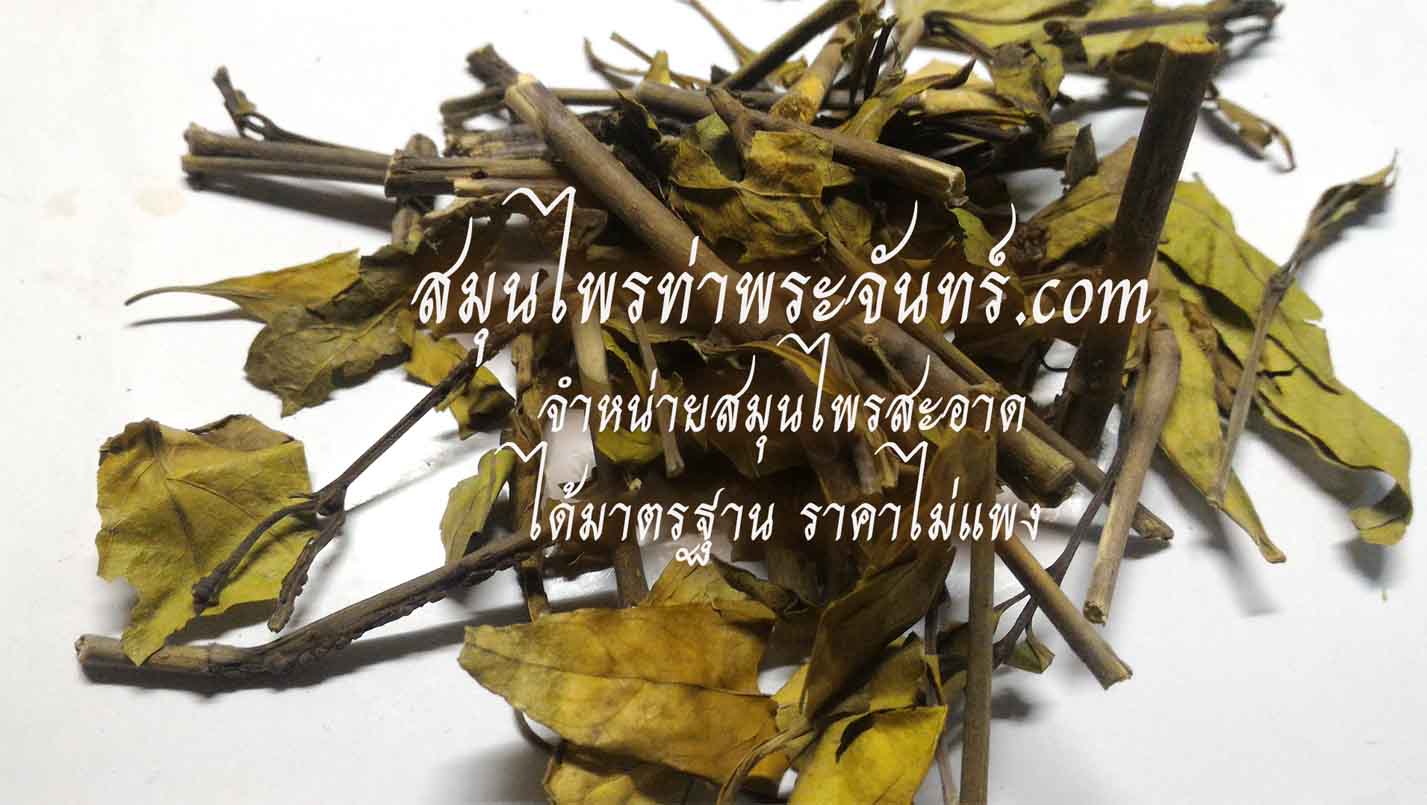 สมุนไพรกระดูกไก่ดำ / ปีกไก่ดำ