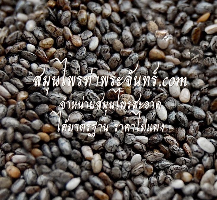 เมล็ดเจีย,เมล็ดเชีย,chia seed,เม็ดเจีย,เม็ดเชีย,สรรพคุณ เมล็ดเชีย,เมล็ดเจีย ราคา,เมล็ดเจีย ลดนำหนัก,ลดความอ้วน,เม็ดแมงลัก