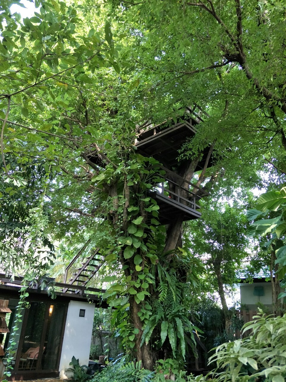 ขายเดี่ยวสไตล์สวนป่าธรรมชาติผลงานการจัดสวนอันทรงคุณค่าชิ้นสุดท้ายของนักจัดสวนมือหนึ่งของประเทศไทย คุณพิชัย จิโรภาส บ้านสวนสไตล์รีสอร์ท