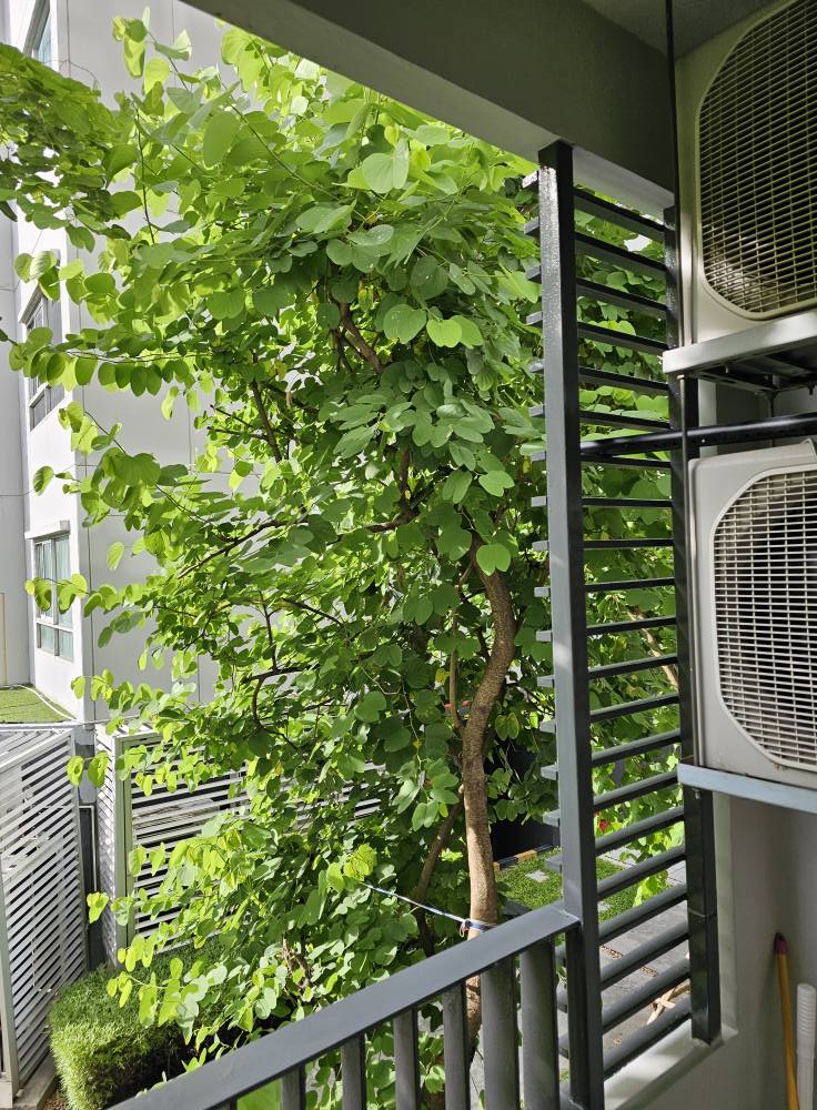 ✨ ขายคอนโด ELIO Del Ray Sukhumvit 64 เอลลิโอ เดล เรย์ สุขุมวิท 64✨💰 ราคาพิเศษเพียง 2.45 ล้านบาท 🎯 เหมาะสำหรับอยู่เองหรือซื้อเพื่อลงทุน (ปล่อยเช่าได้ทันที!)