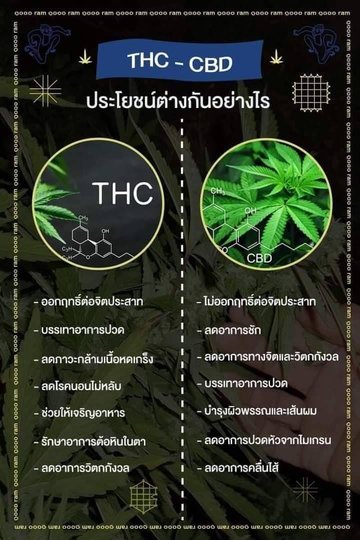 ชาสมุนไพร ชากัญชง