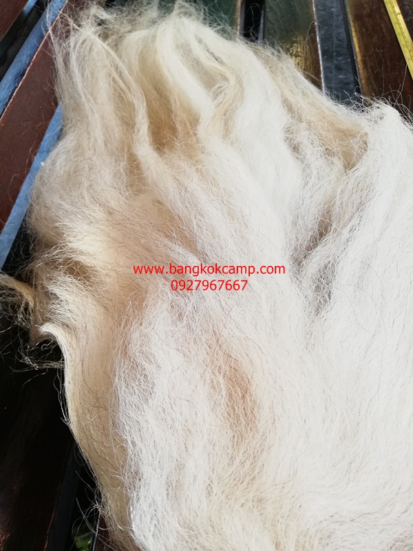 แส้ขนจามรีแท้ ด้ามหนัง​ ใหม่เก่าเก็บ ไม่ผ่านการใช้ (3) ขนสีขาว หายาก