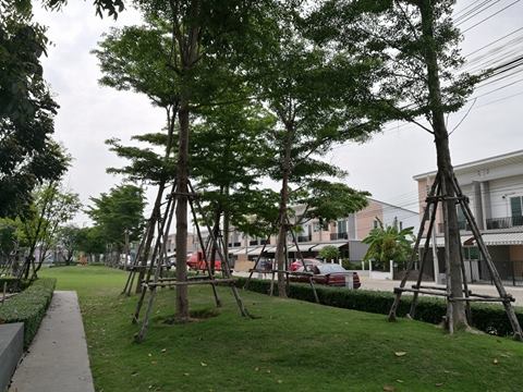 รหัสทรัพย์ 21961 ขายทาวน์โฮม Pleno รัตนาธิเบศร์-ชัยพฤกษ์ โครงการของ AP (บ้านค่อนข้างใหม่) พร้อมเข้าอยู่