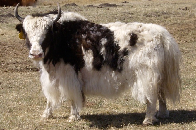 แส้ขนจามรีแท้ ด้ามไม้ Rose Wood ใหม่เก่าเก็บ ไม่ผ่านการใช้