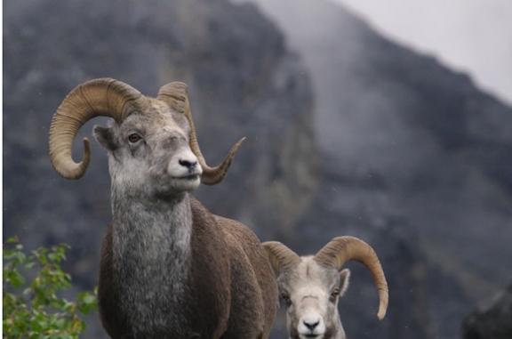 มีดพับ CRKT...ใบมีดออกแบบให้ใช้งานได้อเนกประสงค์ ใช้ได้หลากหลาย... ด้ามประกับเขาแกะแท้ ..พร้อมกล่อง....ใหม่ แท้.(No.4)