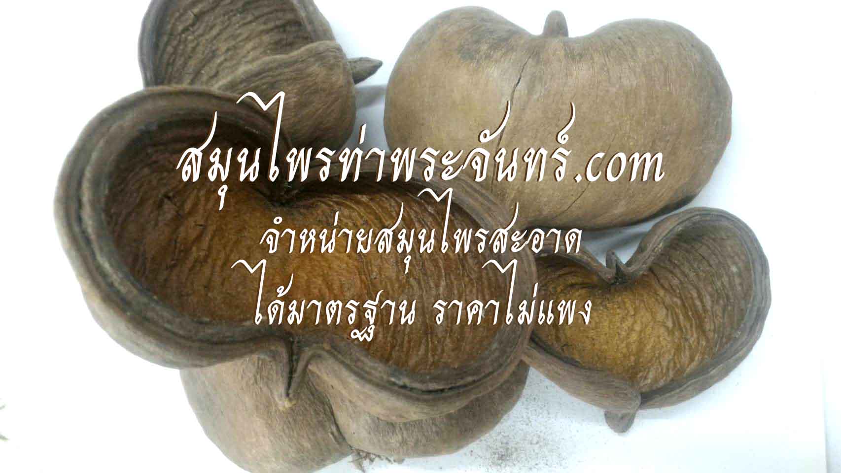 สมุนไพรเปลือกลูกสำโรง