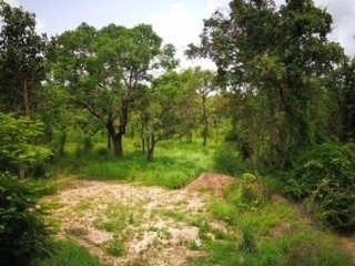 ขายที่ดินสวยติดแม่น้ำมูลทั้งผืน อำเภอ พิบูลมังสาหาร จังหวัด อุบลราชธานี อากาศเย็นสบายทั้งปี