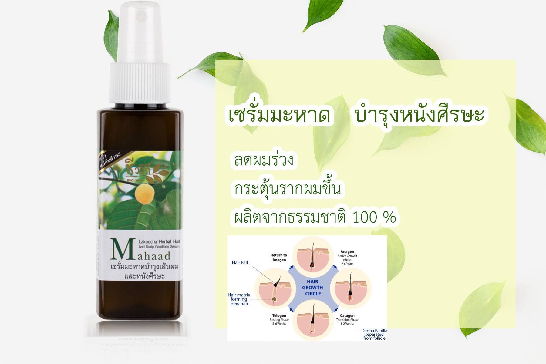 ชีววิถี เซรั่มสมุนไพรสูตรมะหาดบำรุงผม 120 มล.ป้องกันรังแค แก้คันหนังศีรษะ ป้องกันผมร่วง