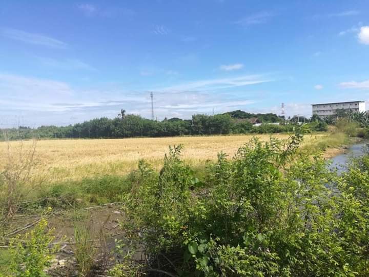 ขายที่ดินบางบัวทอง 13 ไร่ 42 ตรว. และ 3 งาน 60 ตรว. (ขายรวม) ทำเลสวยแหล่งชุมชน