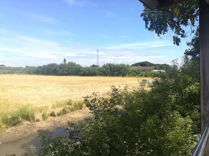 ขายที่ดินบางบัวทอง 13 ไร่ 42 ตรว. และ 3 งาน 60 ตรว. (ขายรวม) ทำเลสวยแหล่งชุมชน