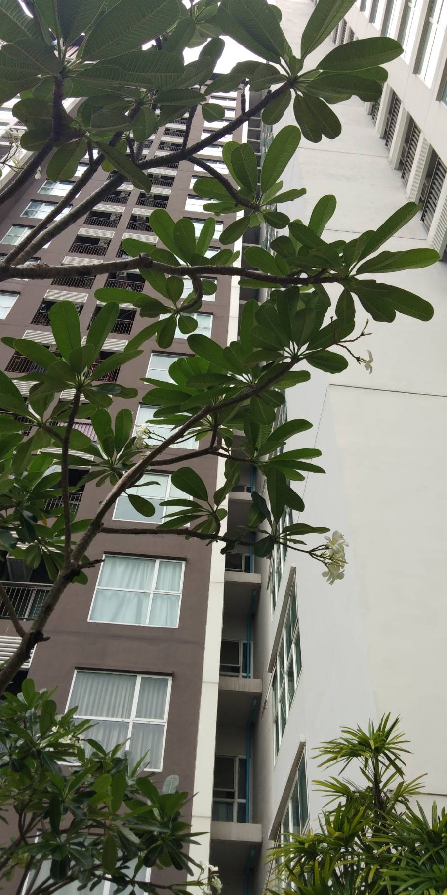 ขายคอนโด Aspire Rattanathibet (แอสไพร์ รัตนาธิเบศร์) ห้อง Studio 1 ห้องน้ำ พื้นที่ 24.70 ตรม
