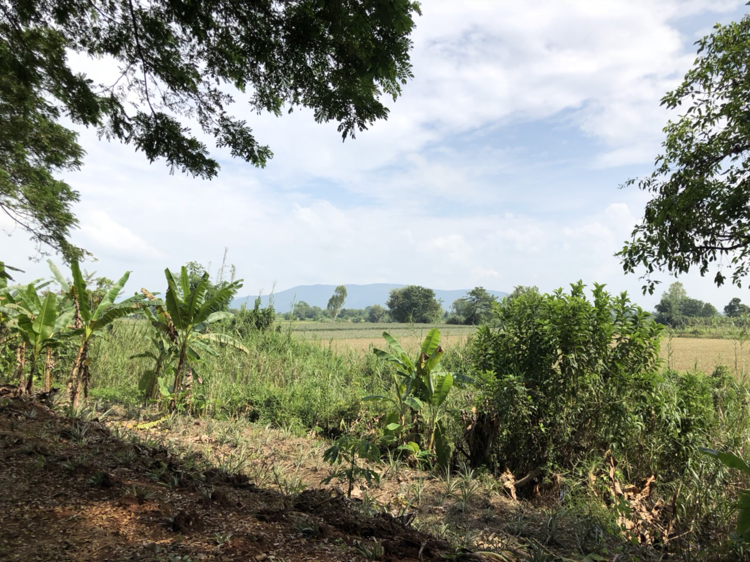 ขายที่ดินเชียงรายติดริมแม่น้ำ กก ราคาถูกมาก มี 2 แปลง อยู่ตำบล ริมกก อ เมือง จ เชียงราย ใกล้ ตรงข้ามโบราณสถาน