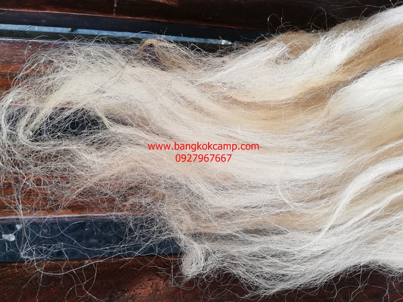 แส้ขนจามรีแท้ ด้ามหนัง​ ใหม่เก่าเก็บ ไม่ผ่านการใช้ (3) ขนสีขาว หายาก