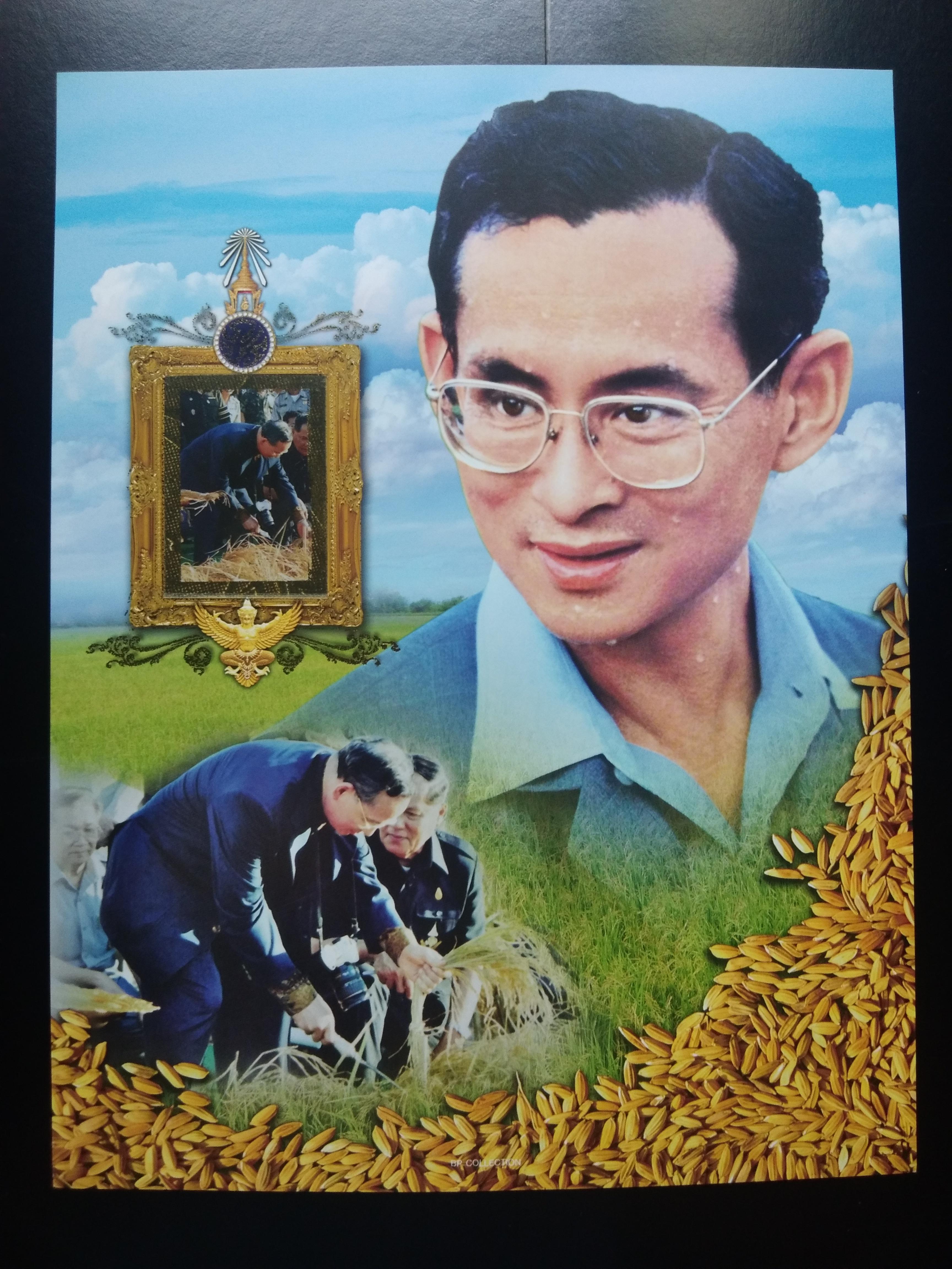 เมาส์ใส่แสตมป์ ชุดข้าวของพ่อ พันธุ์ข้าวทรงปลูกพระราชทาน