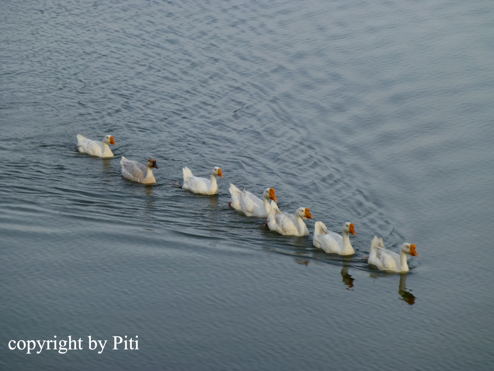 รหัสทรัพย์ 32240 ให้เช่า / ขาย บ้านเดี่ยว 2 ชั้น ใน Brookside Valley Rayong ใกล้ทะเลสาบ ( เดินแค่ 20 วินาที ) เนื้อที่ 105 ตรว. 3 ห้องนอน 2 ห้องน้ำ โซฟาสามารถปรับเป็นเตียงนอนได้