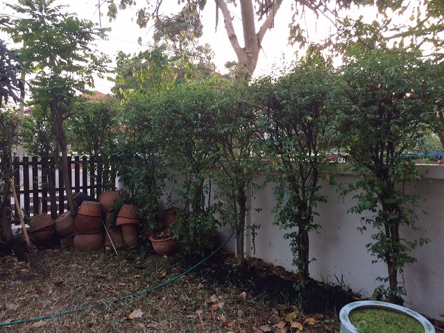 ขายบ้านเดียวหมู่บ้าน ลภาวัน โครงการ 9 ถนนเลียบคลองแอน 4 ห้อง 3 ห้องน้ำ 1 ห้องนั่งเล่น 1 ห้องโถง 1 ห้องครัว 1 ห้องทานอาหาร พื้นที่ 89 ตร.ว ถนนราชพฤกษ์