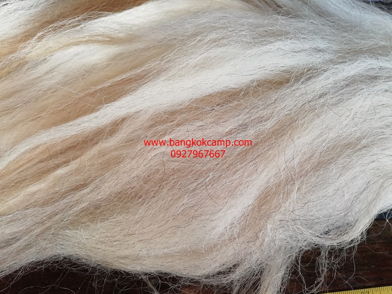 แส้ขนจามรีแท้ ด้ามหนัง​ ใหม่เก่าเก็บ ไม่ผ่านการใช้ (3) ขนสีขาว หายาก