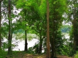 ขายที่ดินสวยติดแม่น้ำมูลทั้งผืน อำเภอ พิบูลมังสาหาร จังหวัด อุบลราชธานี อากาศเย็นสบายทั้งปี