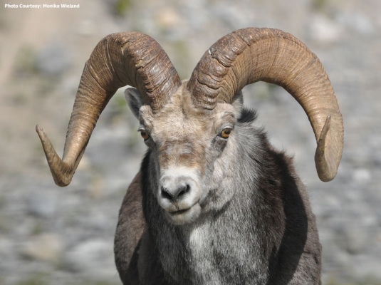 มีดพับ CRKT...ใบมีดออกแบบให้ใช้งานได้อเนกประสงค์ ใช้ได้หลากหลาย... ด้ามประกับเขาแกะแท้ ..พร้อมกล่อง....ใหม่ แท้.(No.4)