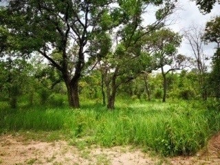 ขายที่ดินสวยติดแม่น้ำมูลทั้งผืน อำเภอ พิบูลมังสาหาร จังหวัด อุบลราชธานี อากาศเย็นสบายทั้งปี