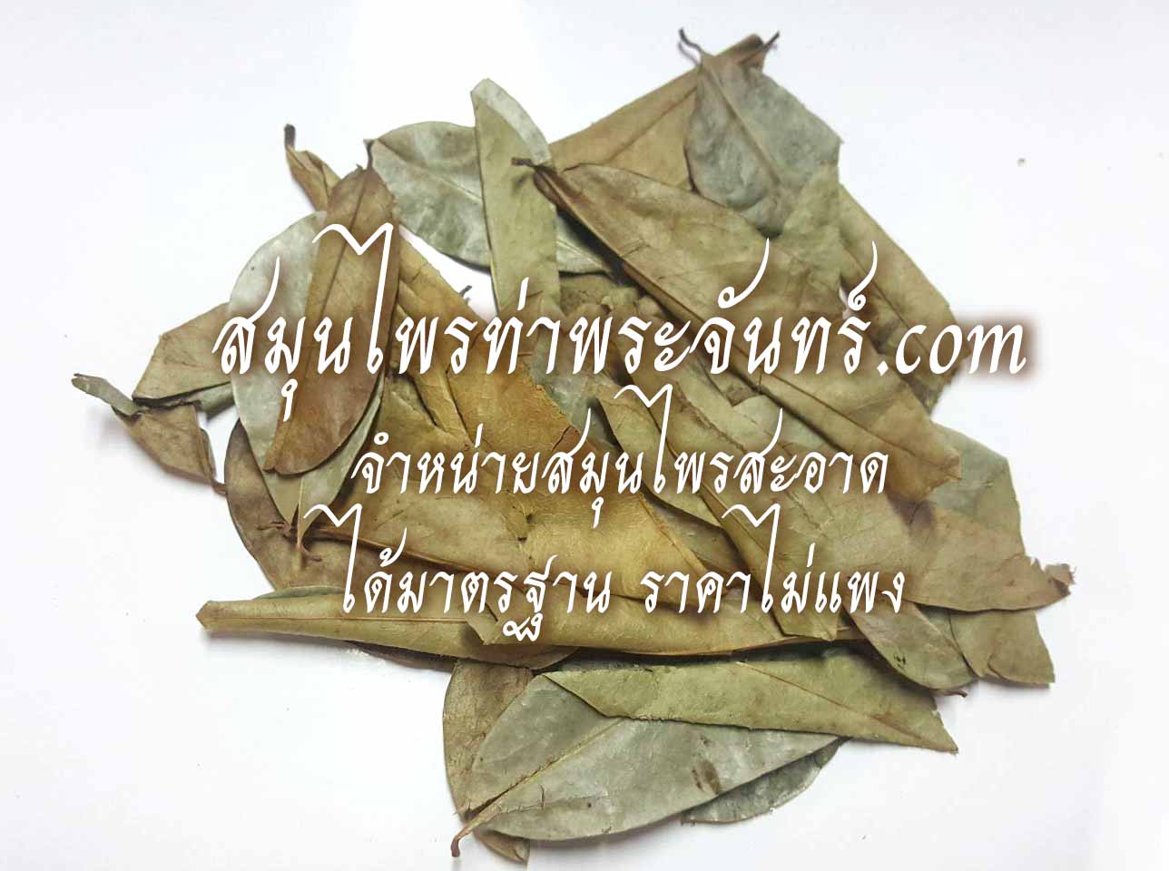 สมุนไพร ใบทุเรียนเทศ