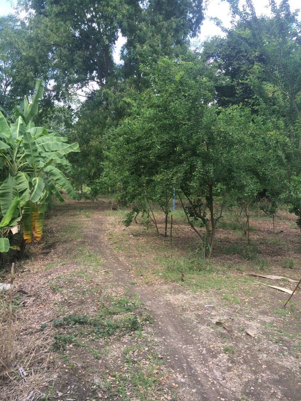 ขายที่ดิน 4 ไร่ 100 ตร.ว ติดถนนหลักเส้นโคกเสลา-วัดราฎบำรุง ติดกับประปาหมู่บ้านหมู่ 7 ต.หนองบัว อ.บ้านหมอ จ.สระบุรี