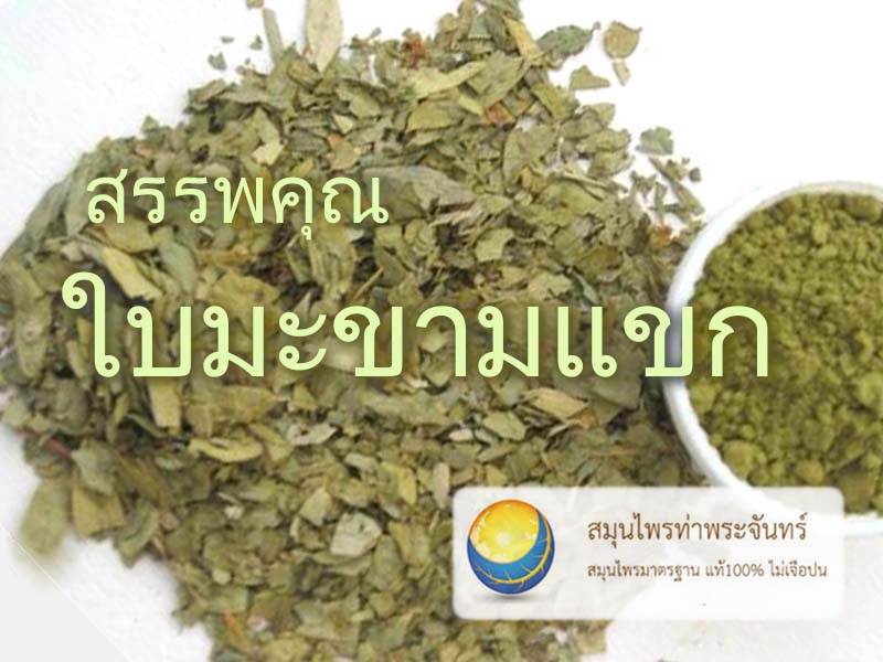 สมุนไพรใบมะขามแขก
