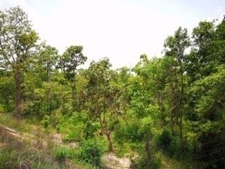 ขายที่ดินสวยติดแม่น้ำมูลทั้งผืน อำเภอ พิบูลมังสาหาร จังหวัด อุบลราชธานี อากาศเย็นสบายทั้งปี