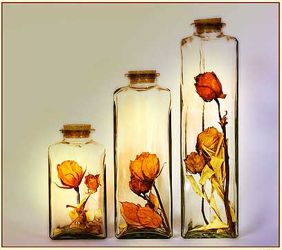 Dry rose