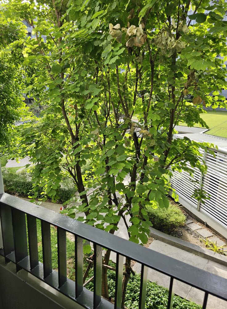 ✨ ขายคอนโด ELIO Del Ray Sukhumvit 64 เอลลิโอ เดล เรย์ สุขุมวิท 64✨💰 ราคาพิเศษเพียง 2.45 ล้านบาท 🎯 เหมาะสำหรับอยู่เองหรือซื้อเพื่อลงทุน (ปล่อยเช่าได้ทันที!)