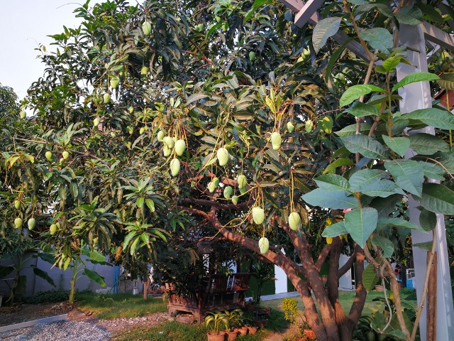 บ้านเดี่ยวชั้นเดี่ยวให้เช่า ดอนเมือง หน้าติดเซเว่น อยู่บนถนนช่างอากาศอุทิศ 10 บรรยากาศร่มรื่นย์