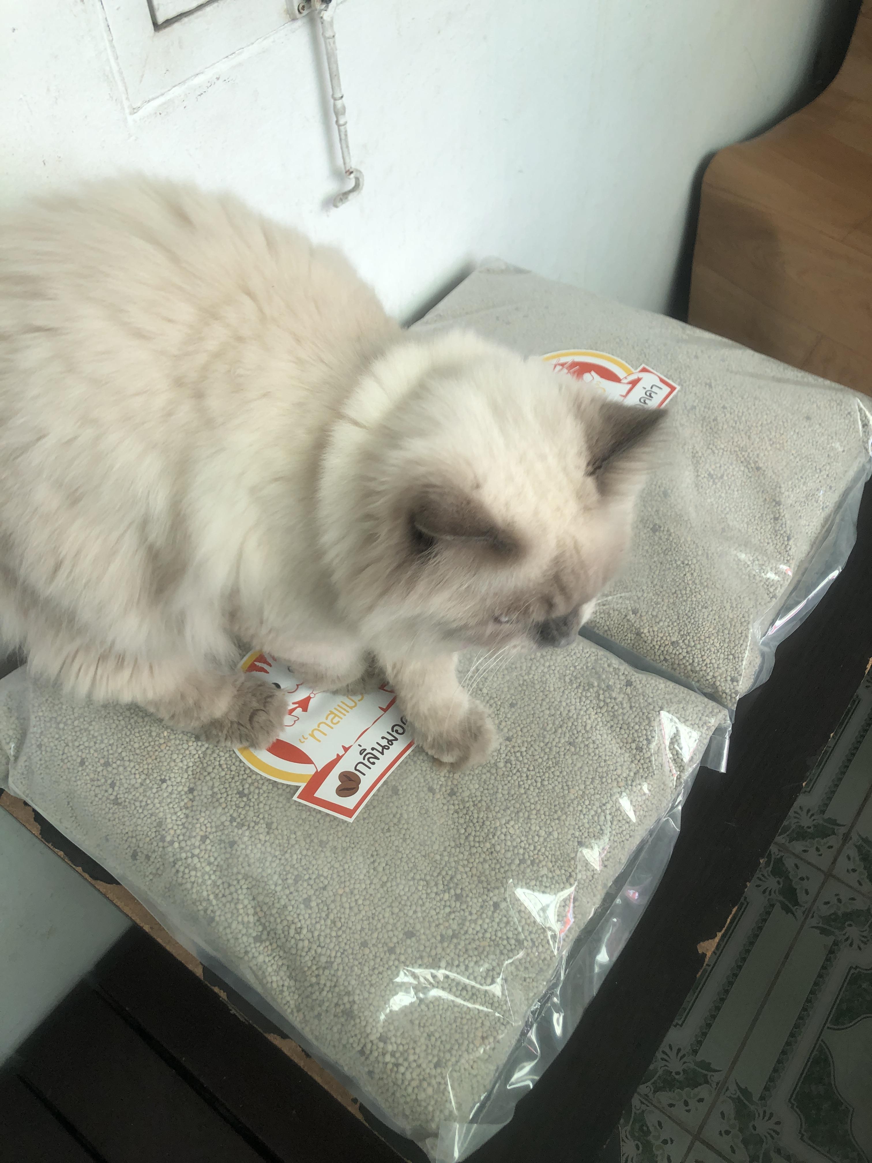 ทรายแมว เบนโทไนท์ ทาสแมว กลิ่นมอคค่า 2 ถุง16kg.