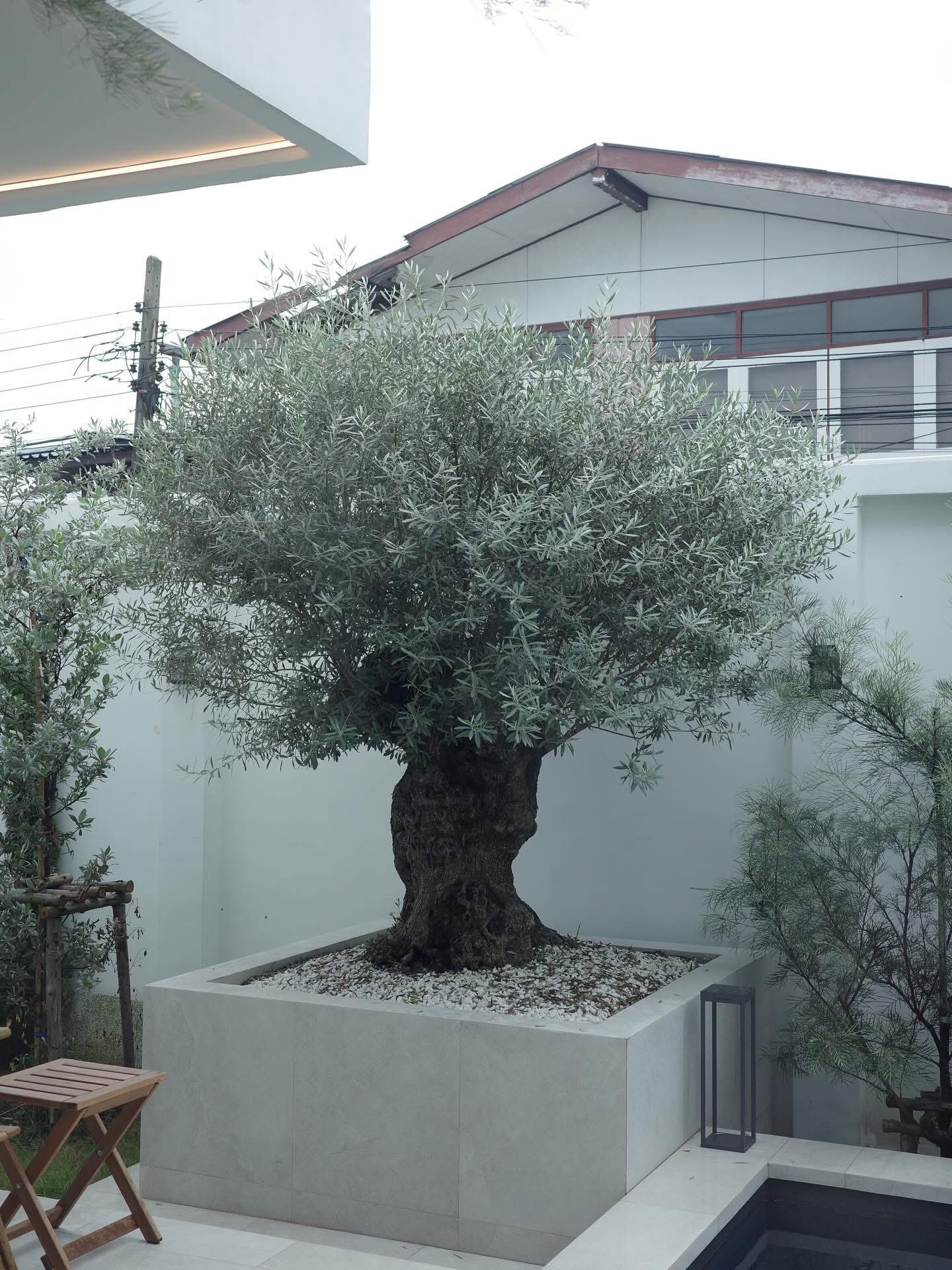 ขาย / ให้เช่าบ้านใหม่ สไตล์มินิมอล ลาดพร้าว 64 แยก 12 / For Sale & Rent Minimal House Ladprao 64 Soi 12 (English below)