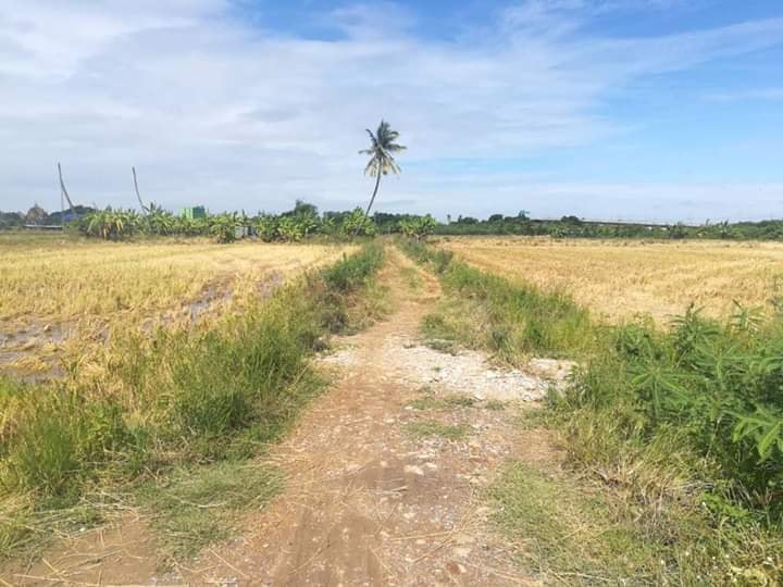 ขายที่ดินบางบัวทอง 13 ไร่ 42 ตรว. และ 3 งาน 60 ตรว. (ขายรวม) ทำเลสวยแหล่งชุมชน