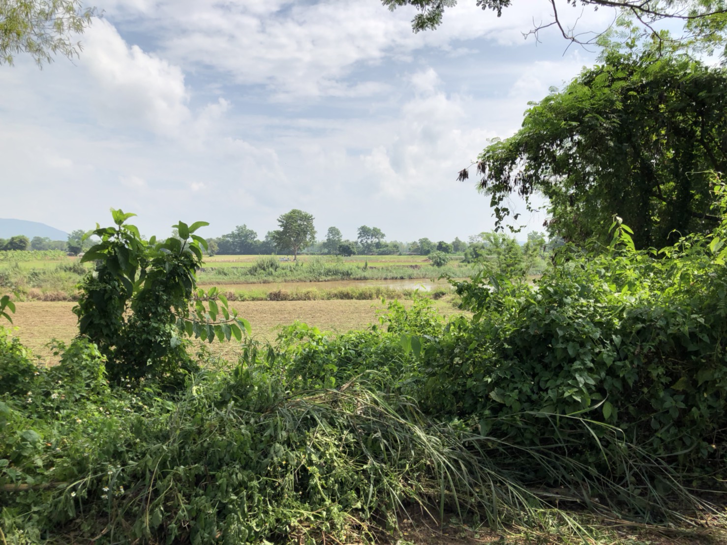 ขายที่ดินเชียงรายติดริมแม่น้ำ กก ราคาถูกมาก มี 2 แปลง อยู่ตำบล ริมกก อ เมือง จ เชียงราย ใกล้ ตรงข้ามโบราณสถาน