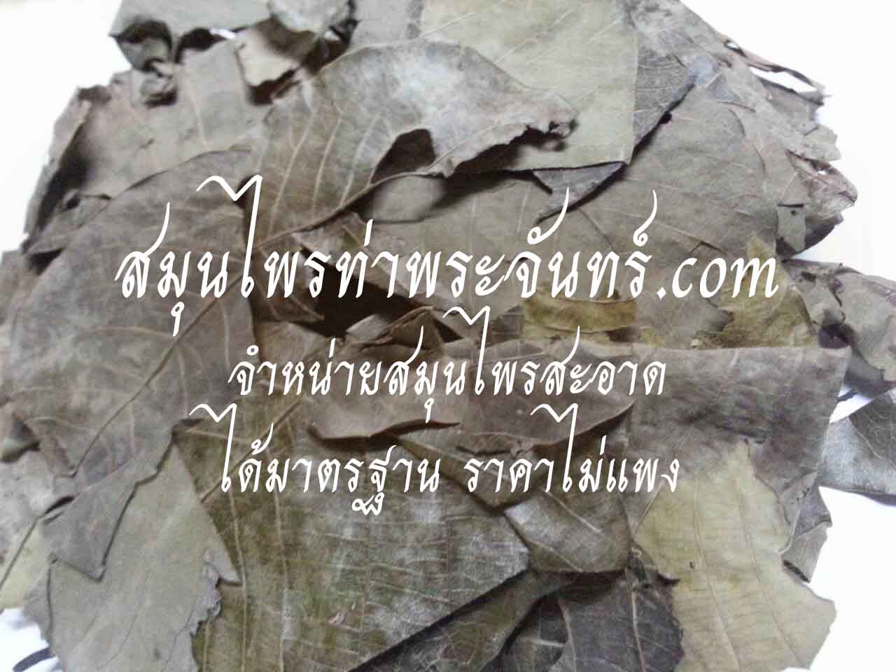 สมุนไพรใบมะกา