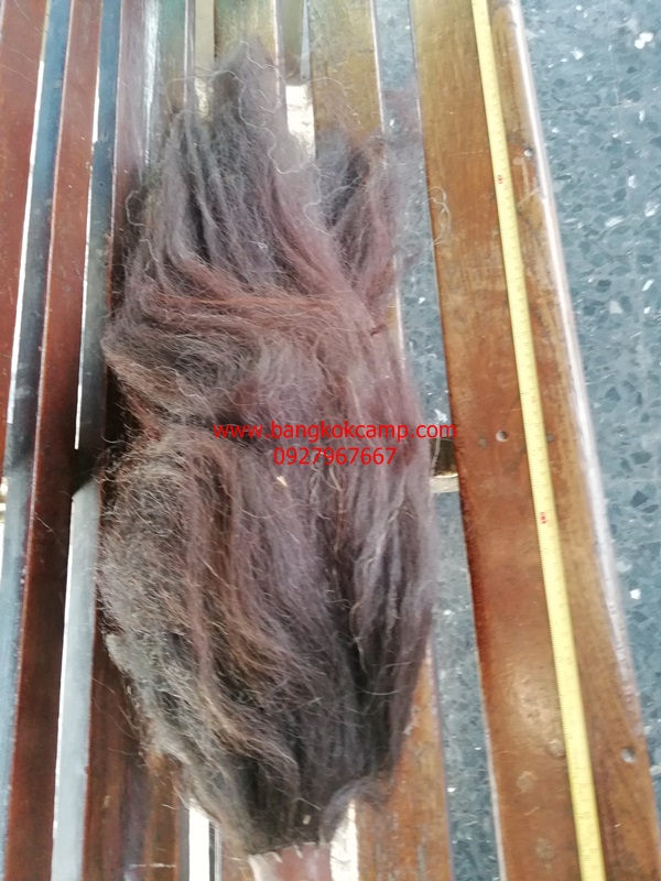 แส้ขนจามรีแท้ ด้ามหนัง​ ใหม่เก่าเก็บ ไม่ผ่านการใช้ (2) ขนสีดำ หายาก