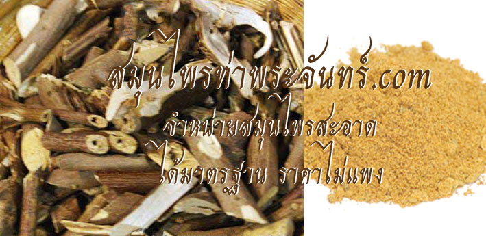 สมุนไพรท้าวยายม่อม