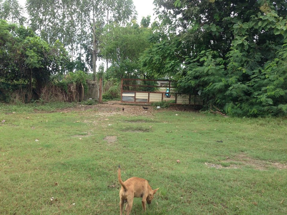 ขายที่ดิน พร้อมห้องแถว 2 ไร่ 3 งาน 80 ตารางวา ติดถนน ติดคลองชลประทาน ตำบล คลองตาคต อำเภอ โพธาราม จังหวัดราชบุรี ราคา 2.5 ล้าน