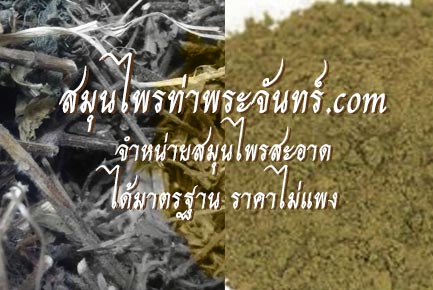 สมุนไพรกระเพรา