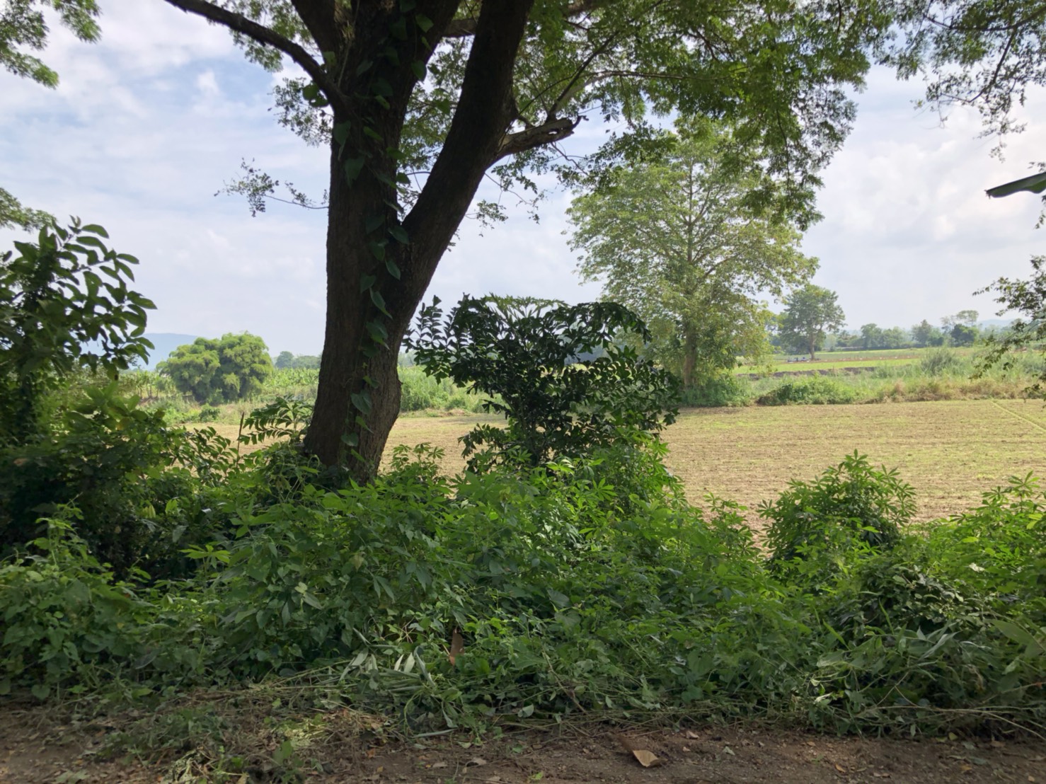 ขายที่ดินเชียงรายติดริมแม่น้ำ กก ราคาถูกมาก มี 2 แปลง อยู่ตำบล ริมกก อ เมือง จ เชียงราย ใกล้ ตรงข้ามโบราณสถาน