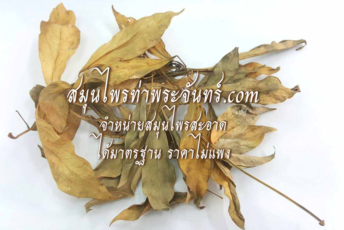 สมุนไพรใบหนุมานประสานกาย