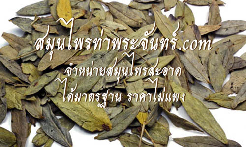 ใบมะขามแขก