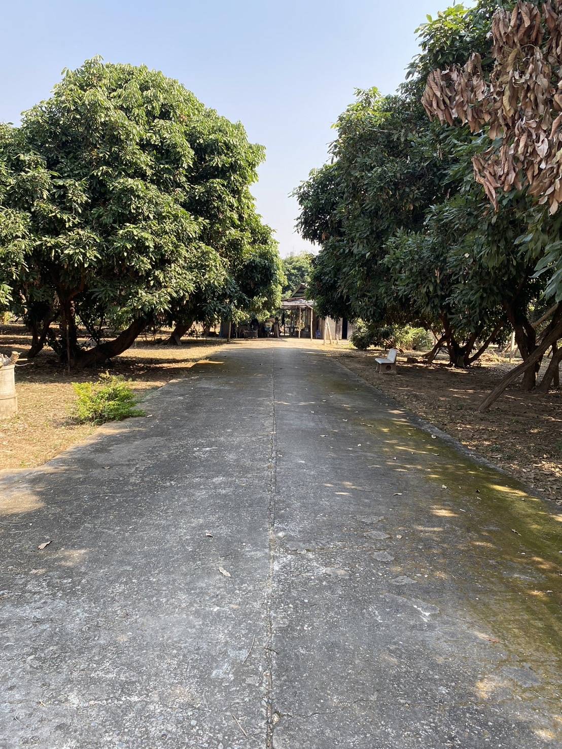 ให้เช่าที่ดินสวนลำไย 10 ไร่ +- ที่ดินติดถนนดำ หน้ากว้าง ใกล้ชุมชน น้ำไฟเข้าถึง ตำแหน่งที่ตั้ง ตำบล นาแก้ว อำเภอ เกาะคา จังหวัด ลำปาง