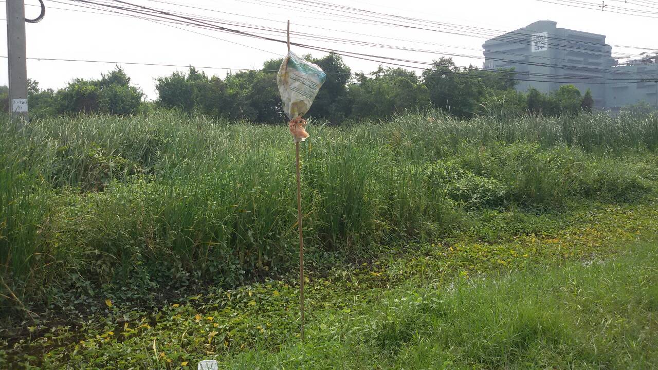 ขายที่ดินเปล่าปากทางเข้า มหาชัย พื้นที่ 91 ไร่ ขายไร่ละ 2.3 ล้าน ติดถนนพระราม ๒