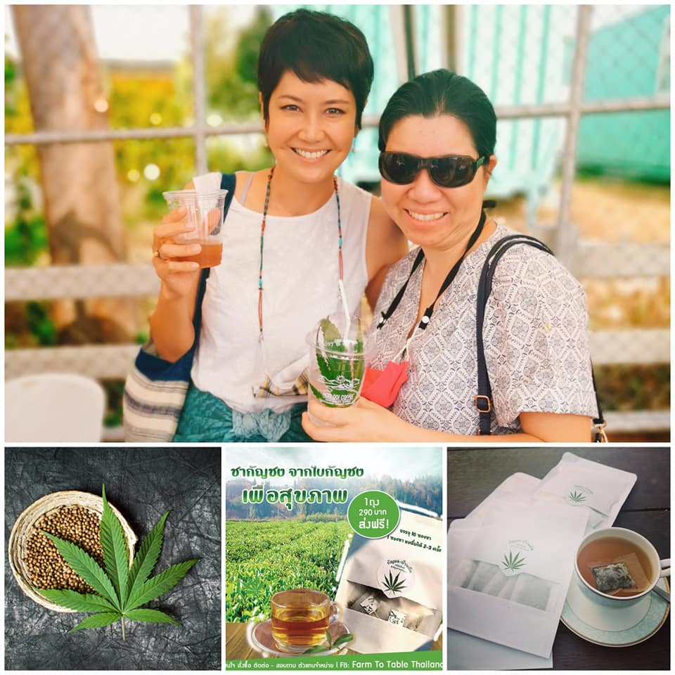 ชาสมุนไพร ชากัญชง