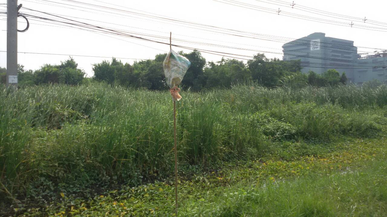 ขายที่ดินเปล่าปากทางเข้า มหาชัย พื้นที่ 91 ไร่ ขายไร่ละ 2.3 ล้าน ติดถนนพระราม ๒