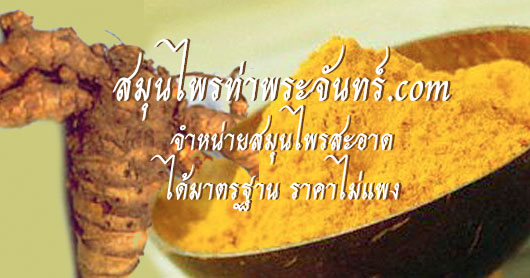 สมุนไพรขมิ้นอ้อย