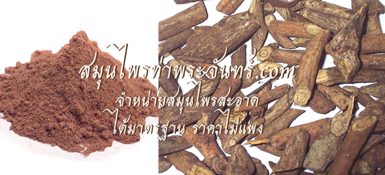 สมุนไพรสะค้าน